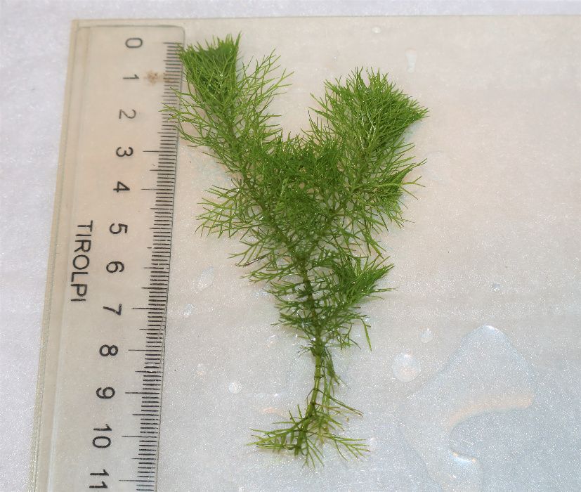 Guyana milfoil,(Myriophyllum sp. Guyana)