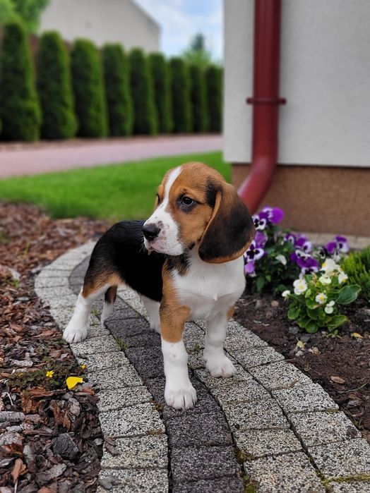 Beagle Szczeniak Zaprasza