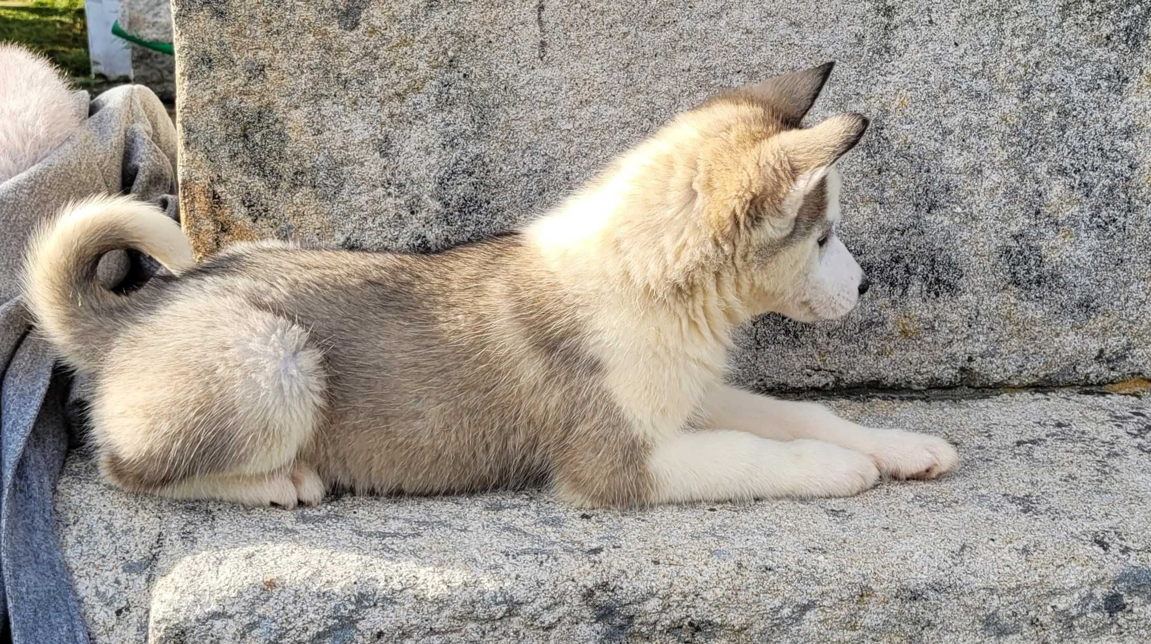 Husky Siberiano Fêmea