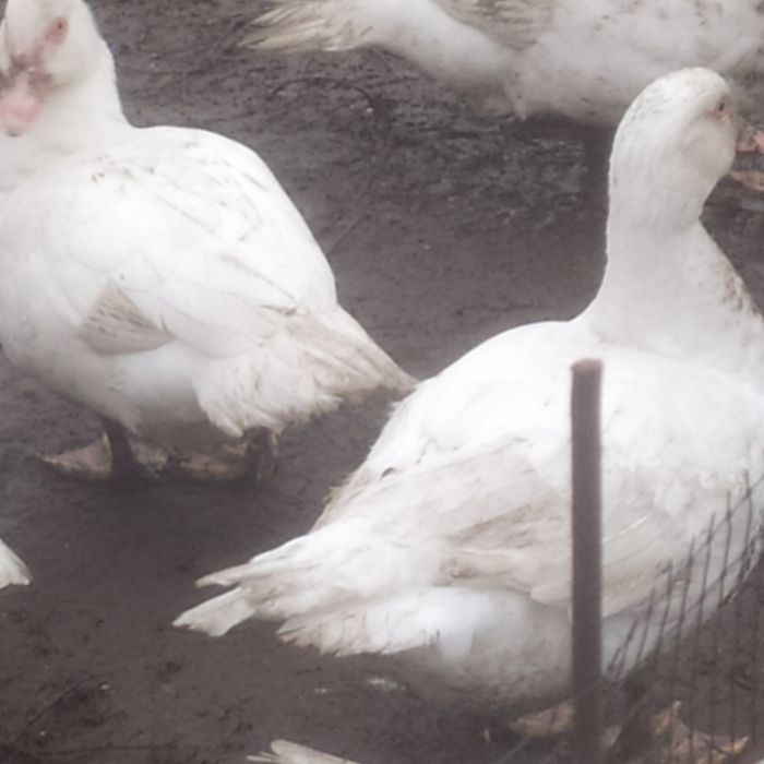 Ія мішаних курей