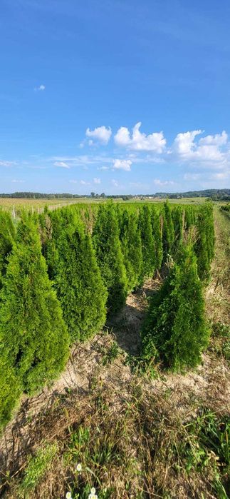 tuja brabant tuja szmaragd świerk jodła kaukaska producent