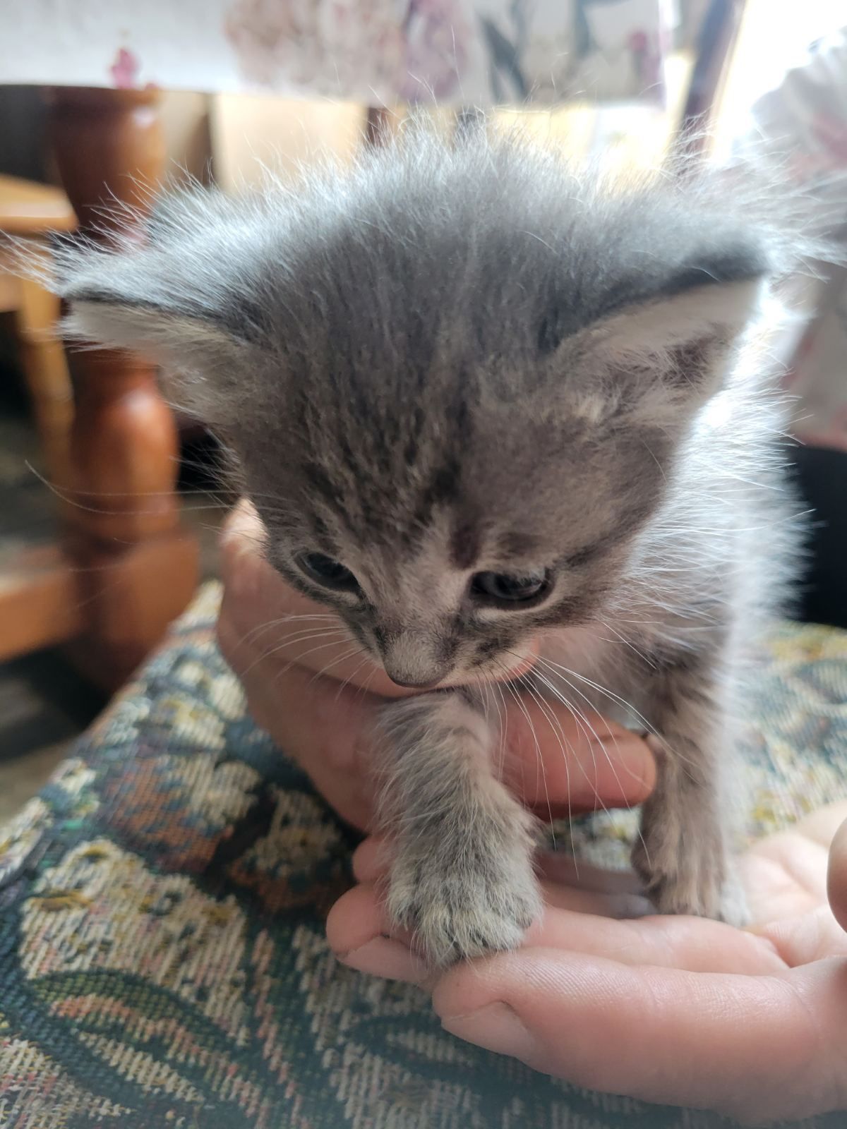 Котята 1 месяц. Бесплатно котенок. Кот. Кошка. Отдам даром