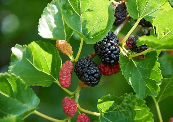 Фундук  слива вишня чернокорка ежевика инжир