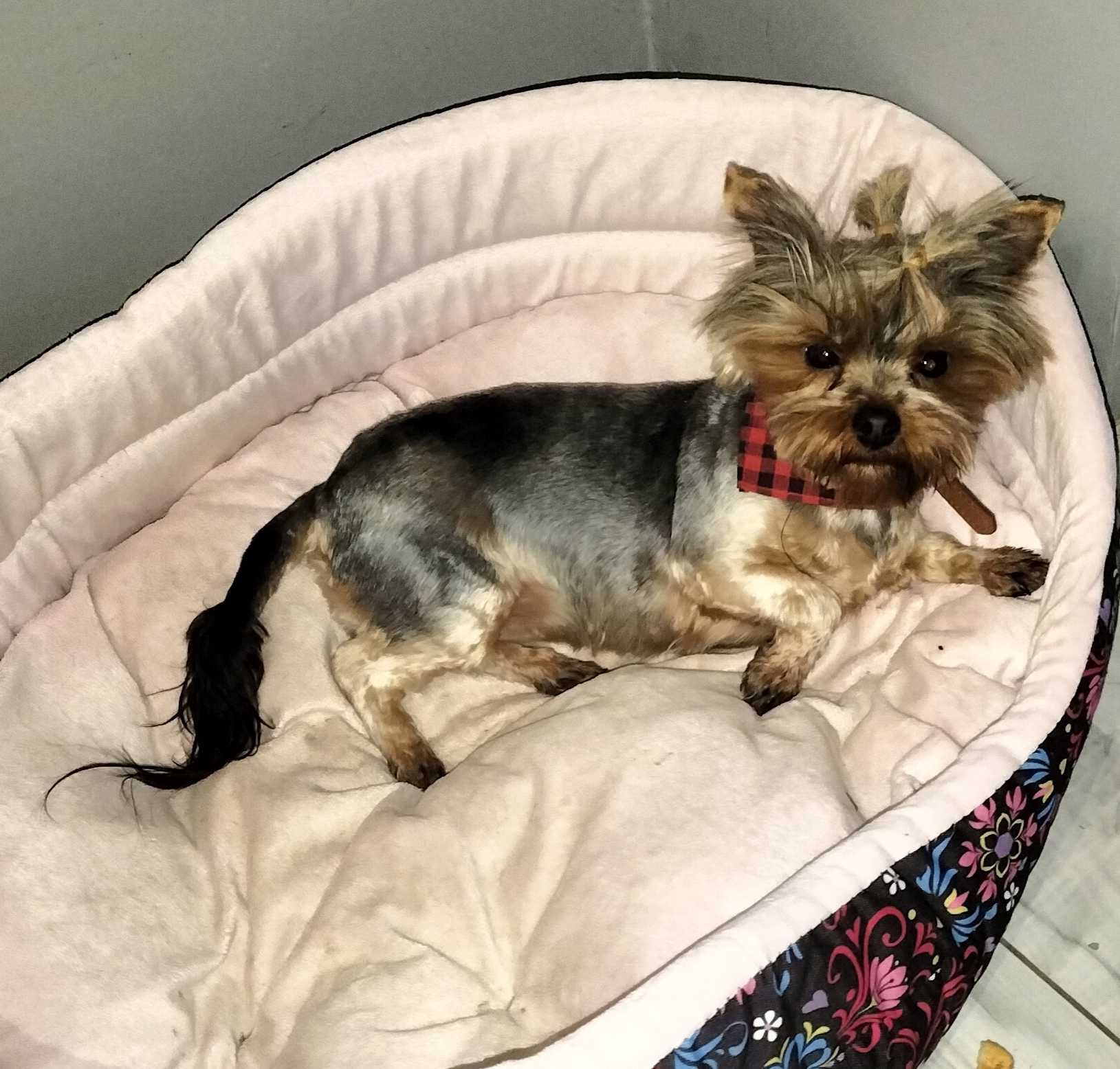 Yorkshire terrier