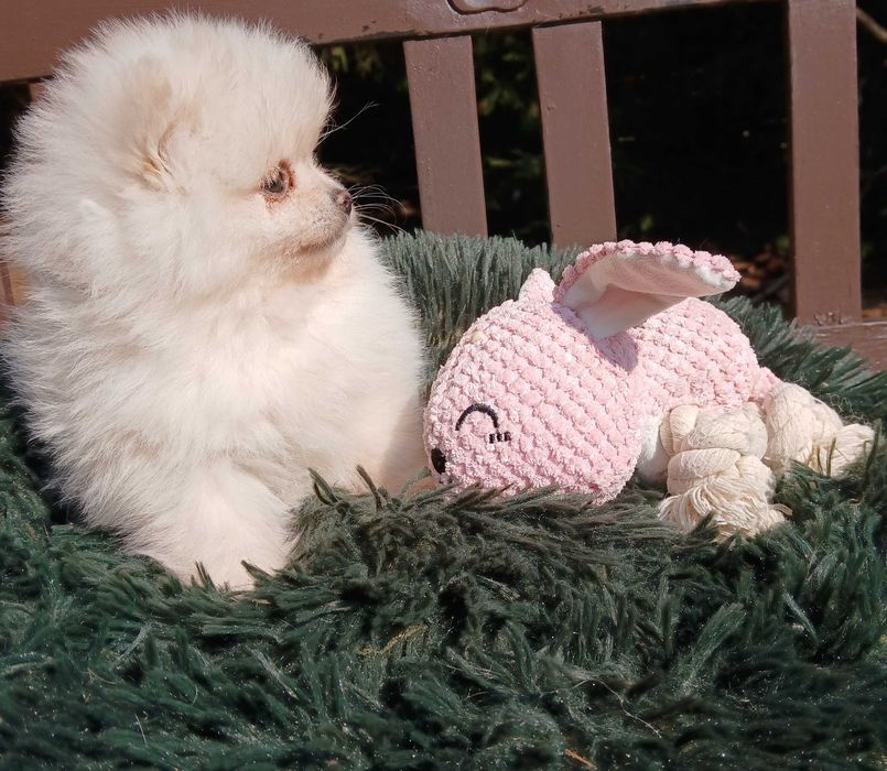 Suczka , zadbana, wesoła, info instagram