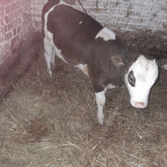 Продам теличку на корову.