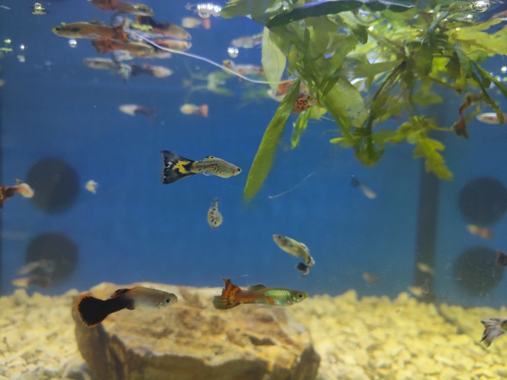 Guppys variados criação própria