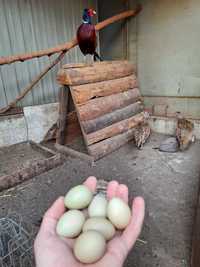 Інкубаційне яйце мисливського фазана