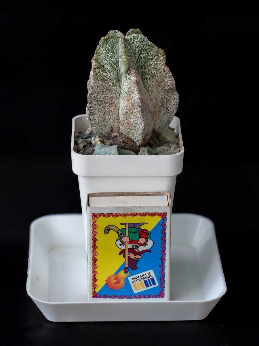 Кактус Астрофитум astrophytum coahuilense myriostigma ornatum орнатум