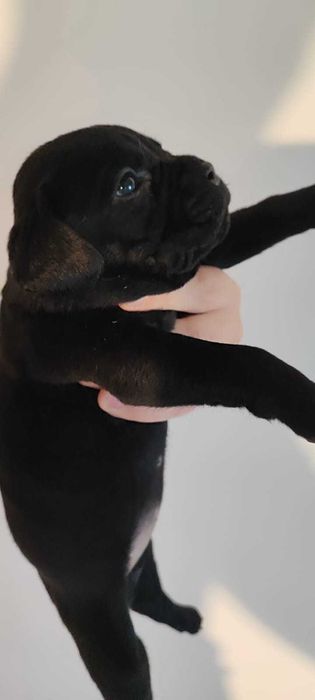 Продається Кане Корсо