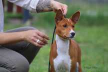Samiec Szczeniak Basenji