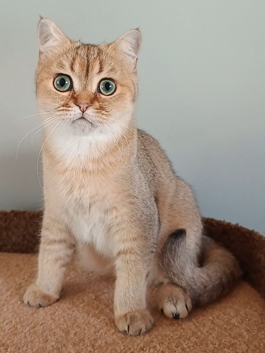 Британський короткошерстий хлопчик, кошеня, котик