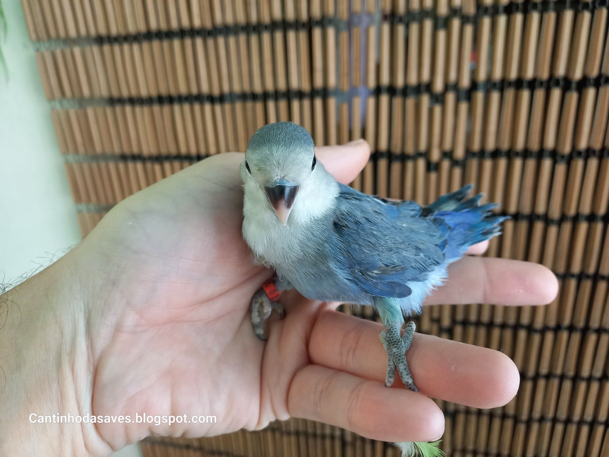 Aves criadas à mão