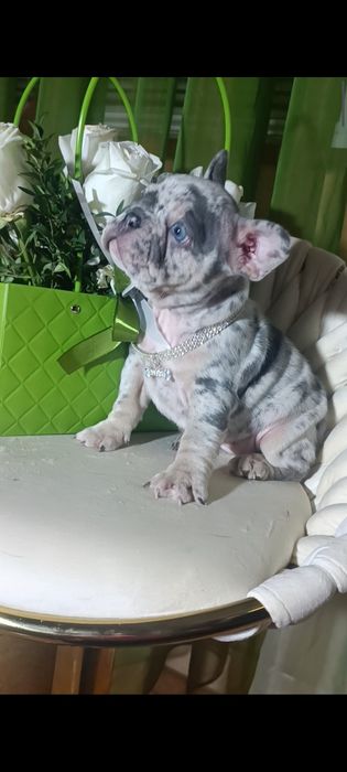 Дівчинка блакитне мерлє