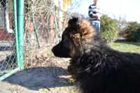 Owczarek Niemiecki Długowłosy samiec pies duży