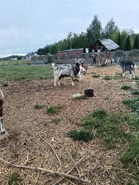 Sprzedam kozy  i kozły
