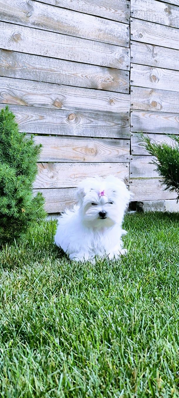 Белая девочка Morkie