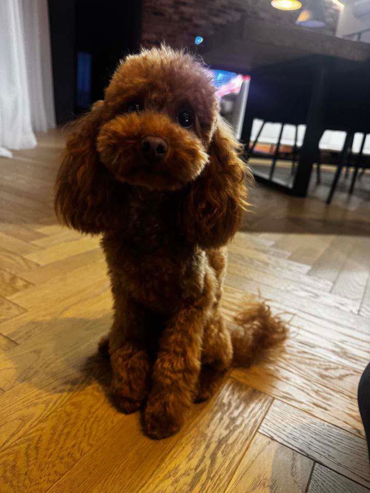 Pudel toy do rezerwacji