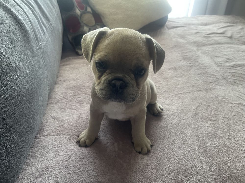 Buldog Francuski