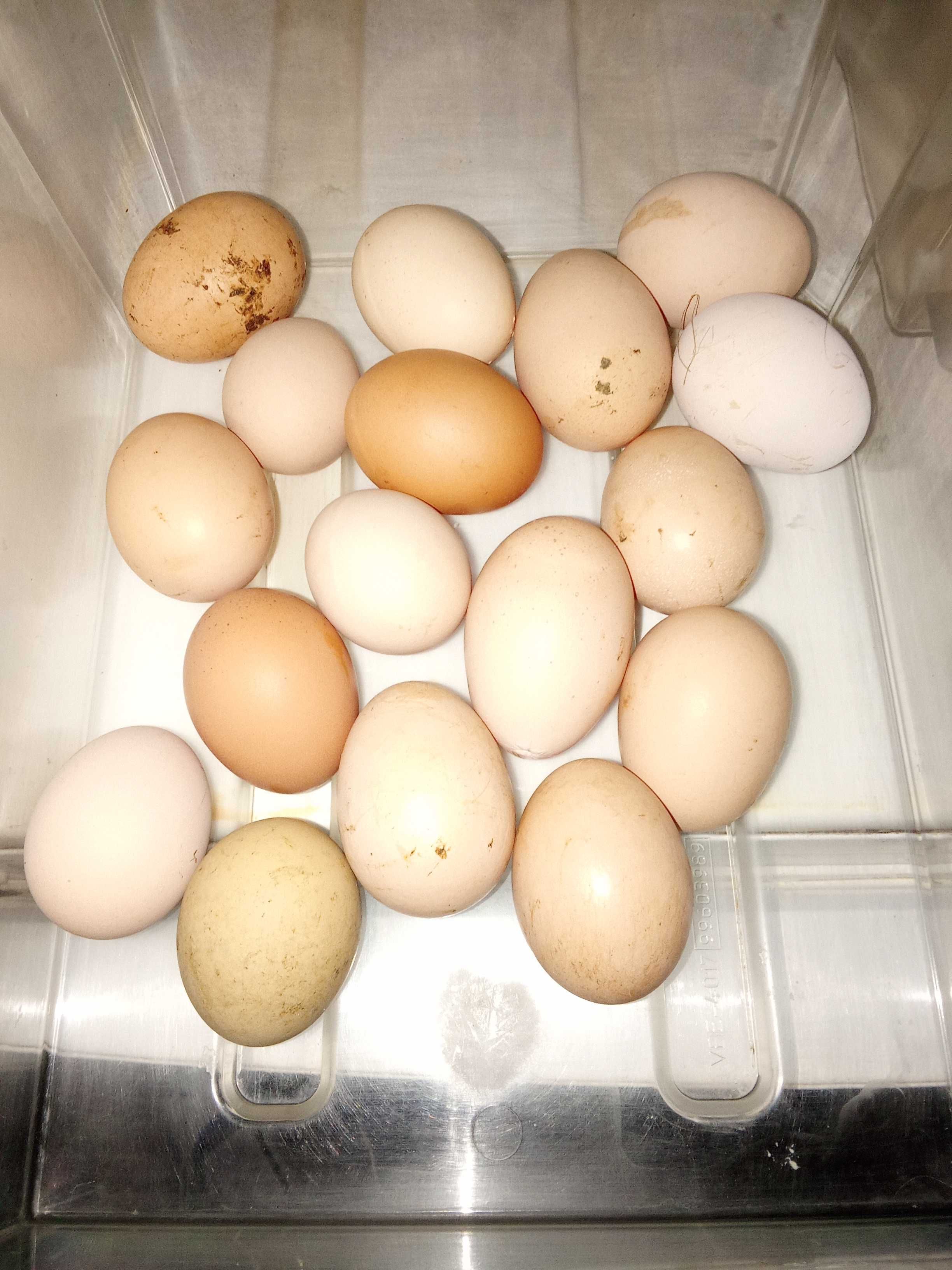 Ovos Caseiros  (só hoje preço ótimo)