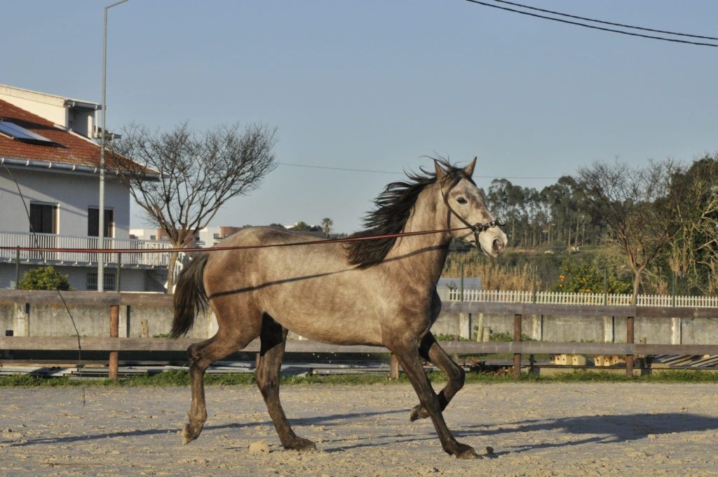 Poldro Puro Lusitano 34meses