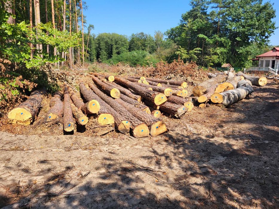 Sprzedam ścięte drzewa głównie sosna, bardzo doby dojazd.