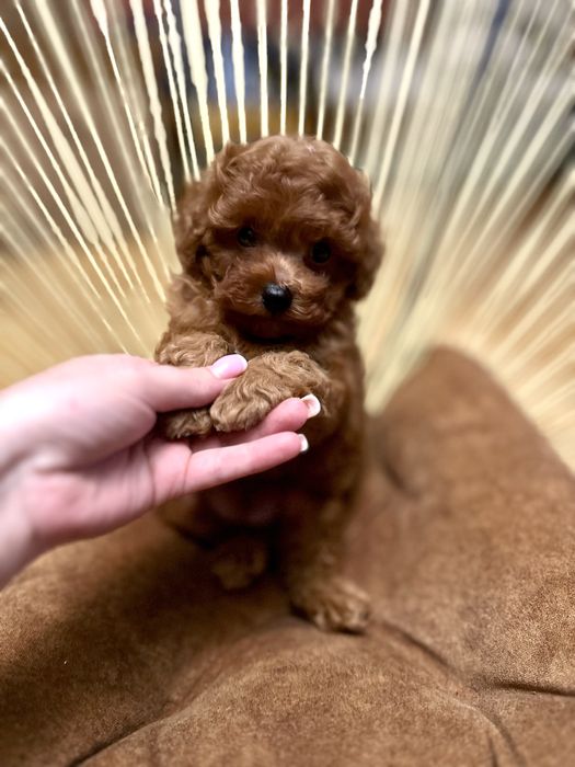 Хлопчик той пудель в міні розмірі