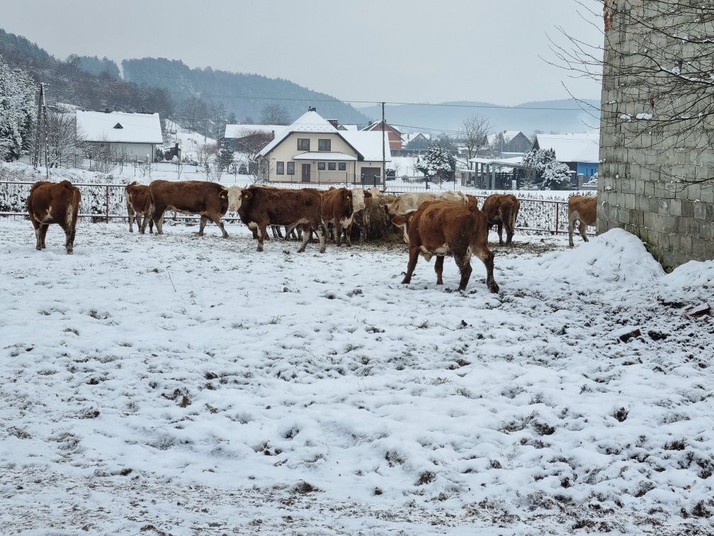 Skup koni bydła rzeźnego