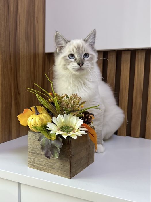 Kocurek Ragdoll , rodowod FPL.