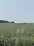 Sprzedam działka budowlana Skoroszyce