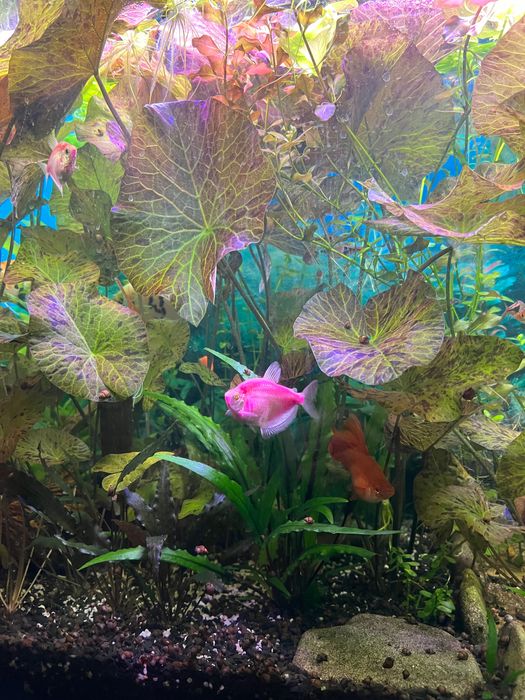 Акваріумна рослина німфея