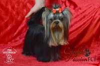 Reproduktor yorkshire terrier krycie ZKwP FCI Pies z uprawnieniami