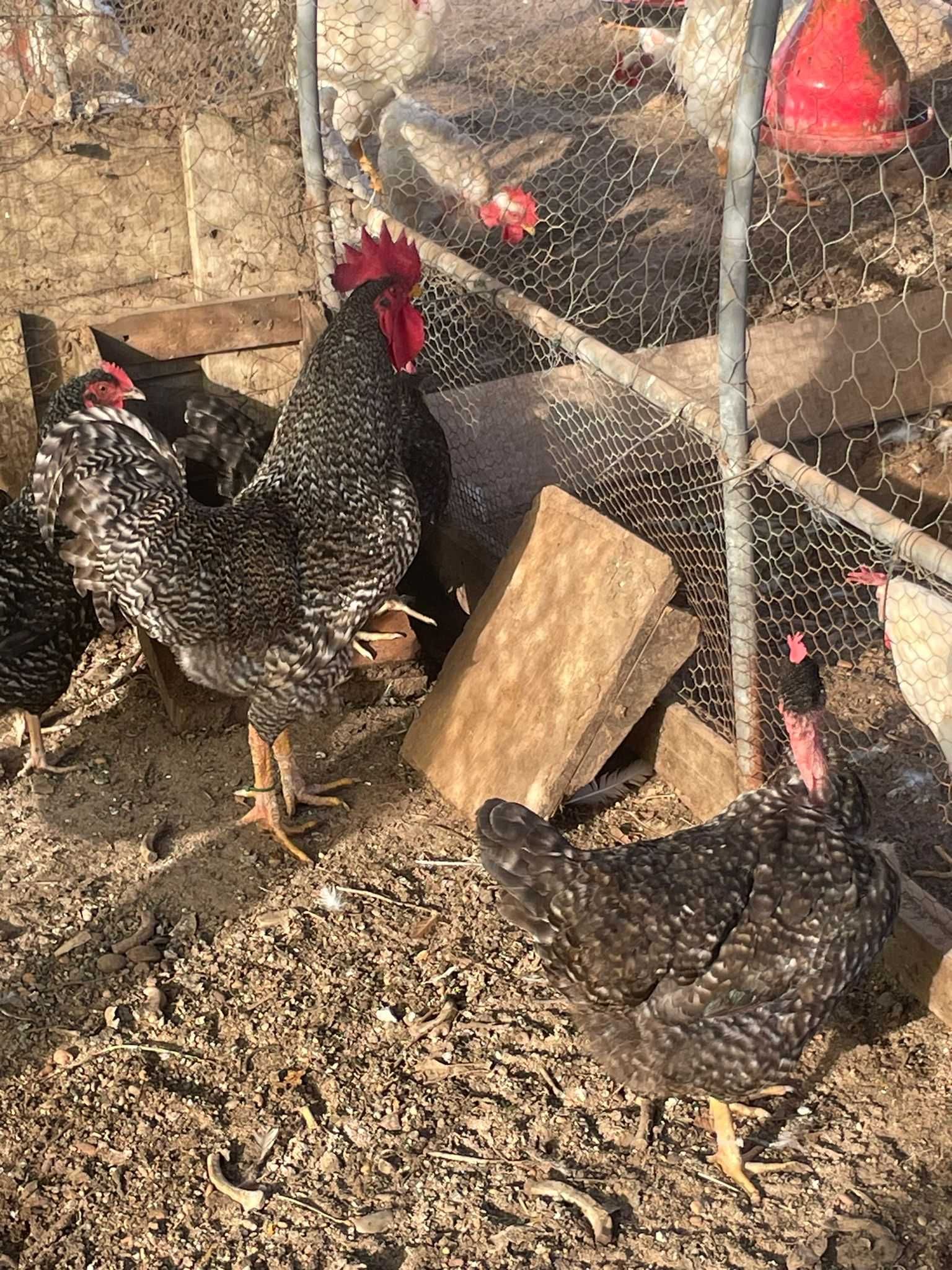 Pintos Leghorn Isabella / Marans / Bielefelder / Pedrês / Ameraucana