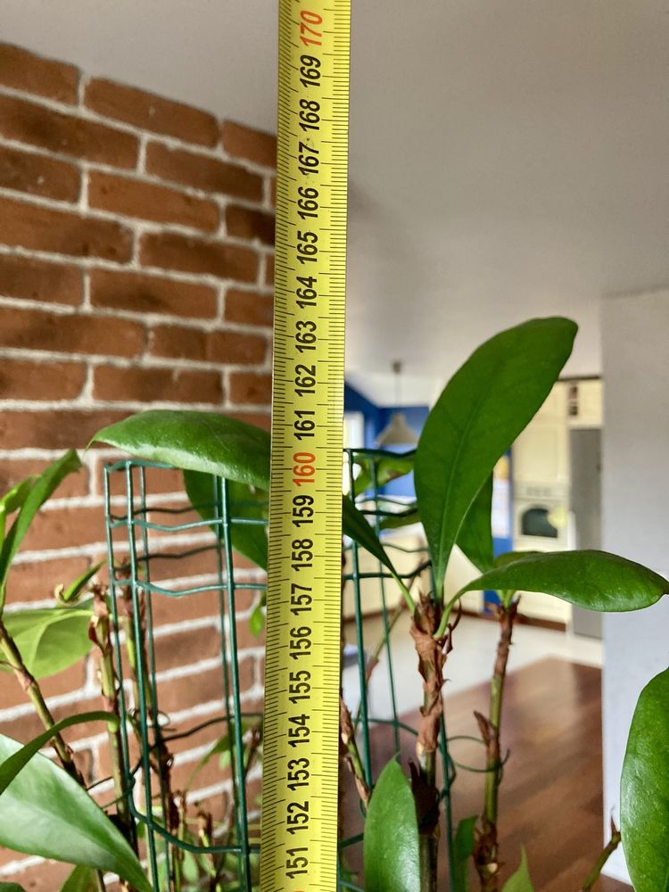 Ficus cyathistipula 160 cm