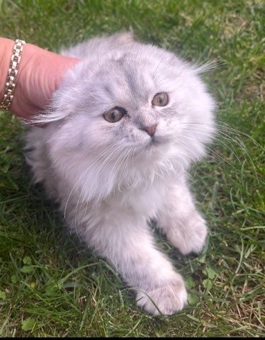 Kotka szkocka zwisłoucha srebrna długowłosa