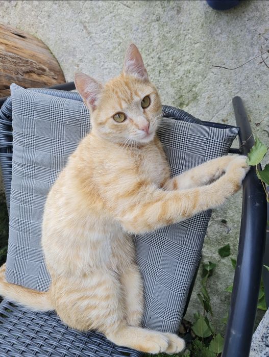 Jeśli zobaczysz tego kota daj prosze znac poszukiwany zaginiony Rysiu