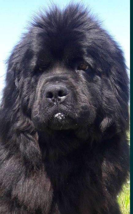 Ньюфаундленд.  Коричневые и черные щенки..КСУ.