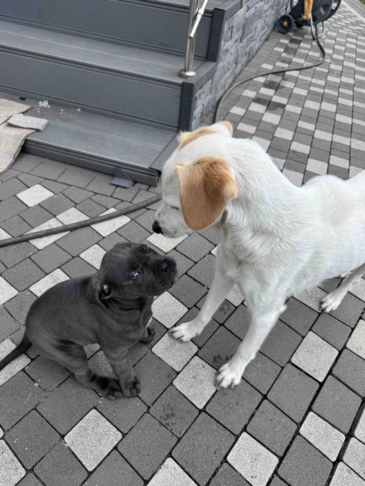 Порода собаки Кане корсо