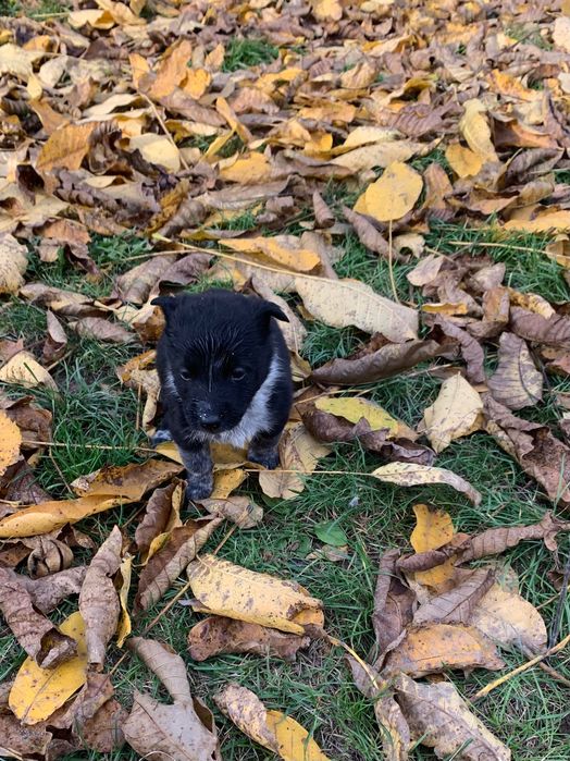 Безкоштовно, в добрі руки)