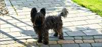 Yorkshire Terrier - Reproduktor black and tan. Carllo