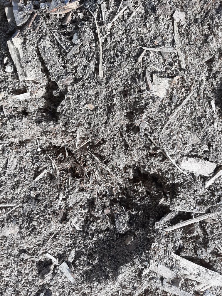 zrębki drzewne ścinki kora użyźnianie gleby  pod borówki