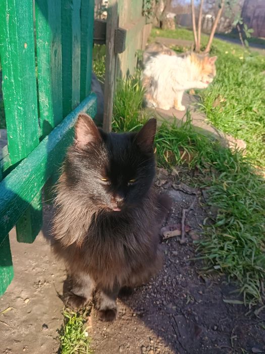 Котята в хорошие руки