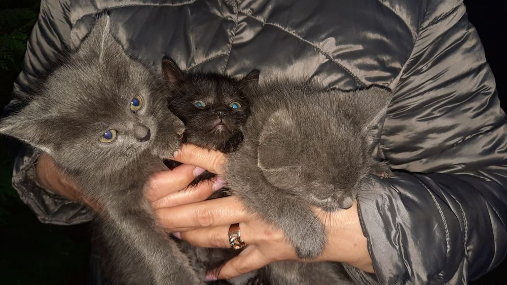 Віддам в добрі руки котенят