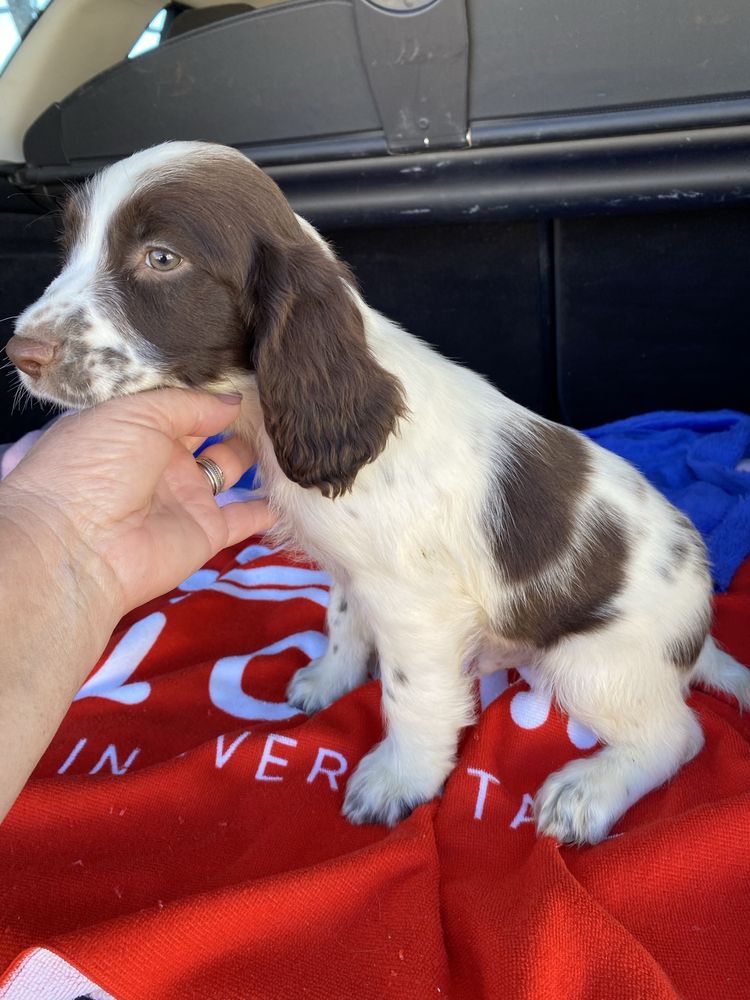 Bebé Springer spaniel linha de trabalho exemplrar