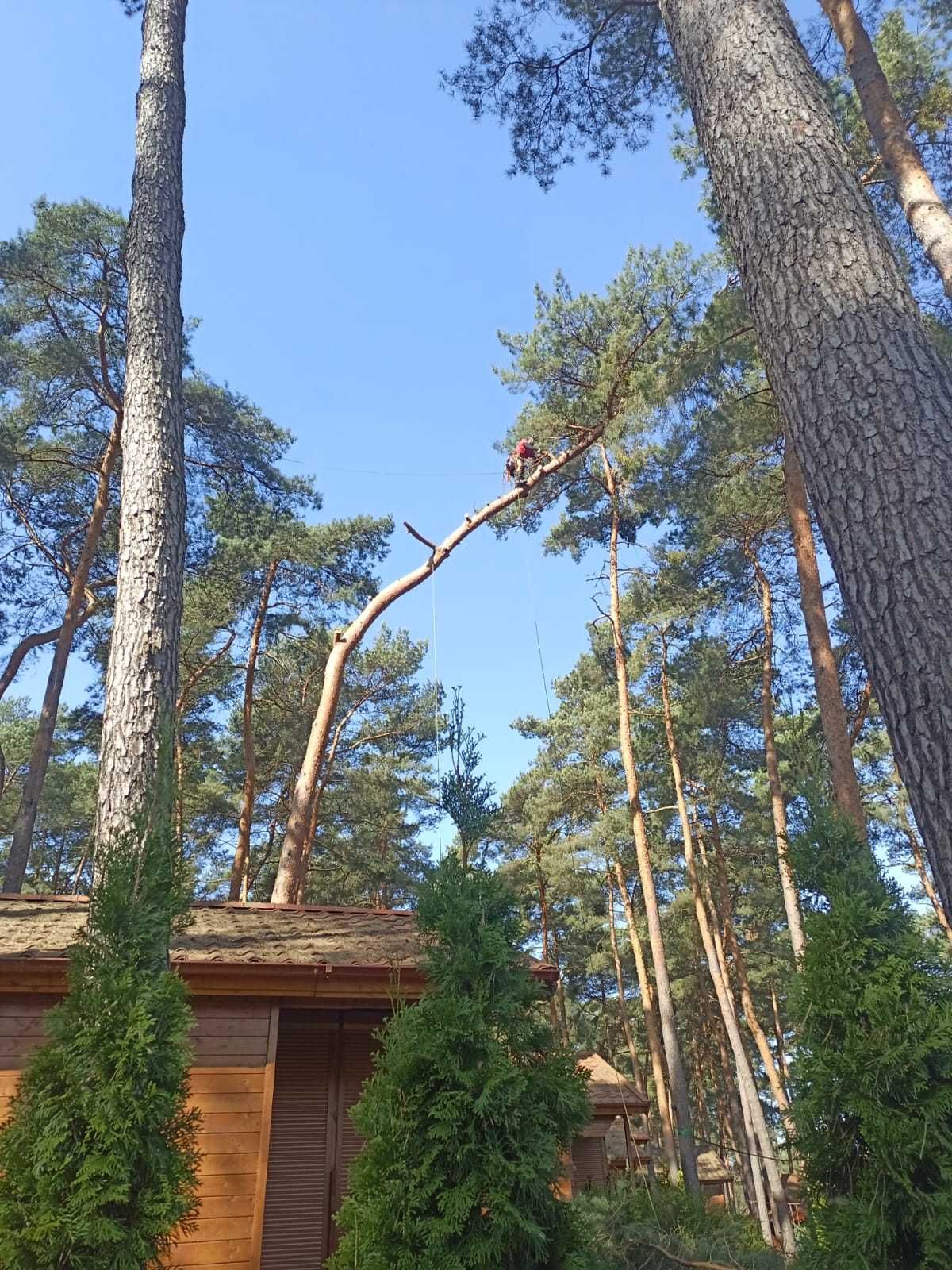 Pielęgnacja drzew, wycinka drzew Dr. Drzewo