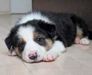 Border Collie piesek tricolor  przebadani rodzice do odbioru chłopak