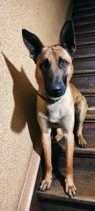 Цуценята породи Бельгійська вівчарка (Малінуа), вік 3 місяці