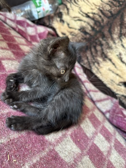 котики висловухі