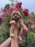 Cavapoo F1 RED wyjątkowa dziewczynka ZAREZERWOWANA