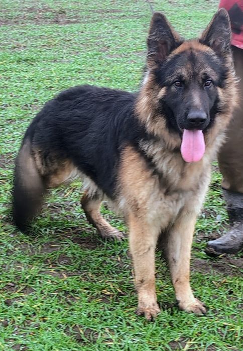 Piękny roczny Owczarek  niemiecki